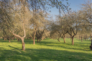 Beautiful park with old trees.