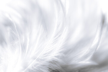 white macro feathers,White feather texture background, free space to add text or baby products and...