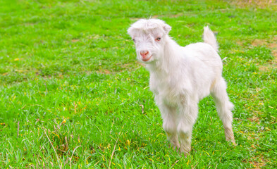 Obraz premium Goats graze in the pasture. A little goat runs along the green spring grass.