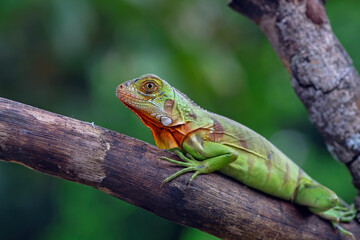 baby red iguana on a branch with nature background