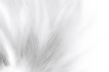 Obraz premium white macro feathers,White feather texture background, free space to add text or baby products and more.