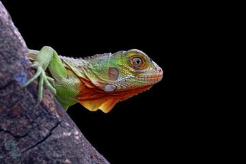 baby red iguana on a branch with black background