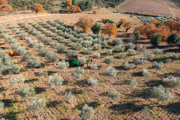 Olives harvest, machine assisted, to produce extra virgin olive oil in the Trás-os-Montes