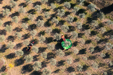 Olives harvest, machine assisted, to produce extra virgin olive oil in the Trás-os-Montes