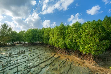 Zelfklevend Fotobehang mangrove forest,Mangrove forest topical rainforest for background design Thailand © banjongseal324