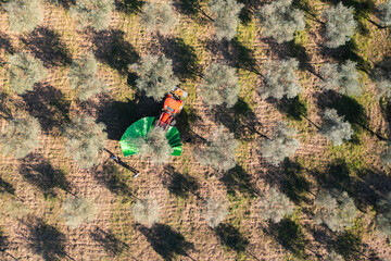 Olives harvest, machine assisted, to produce extra virgin olive oil in the Trás-os-Montes