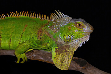 Obraz premium Green iguana on a tree trunk with a black background