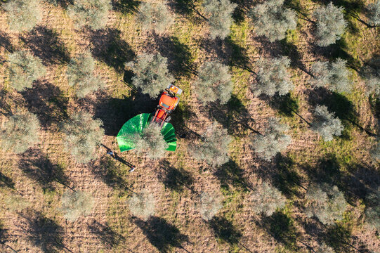 Olives harvest, machine assisted, to produce extra virgin olive oil in the Tr&aacute;s-os-Montes