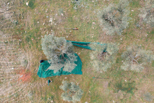 Olives harvest, traditional method, to produce extra virgin olive oil in the Tr&aacute;s-os-Montes