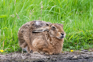 Brown Hare 