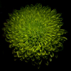 green flower