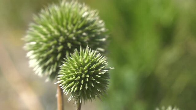 Echinops sphaerocephalus, common globe thistle.
