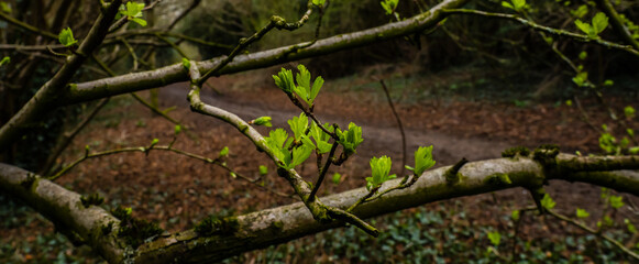 buds on a branch 