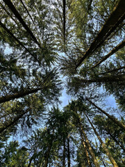 Blick nach oben im Nadelwald im Frühling
