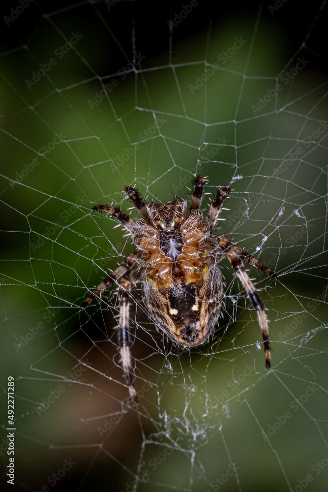 Wall mural spider on a web