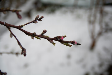 Obraz premium The arrival of spring, fruit trees blooming under the snow