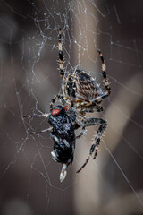 spider on web