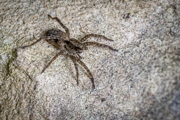 spider on the wall