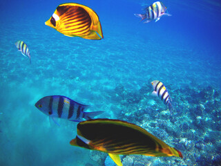 Fototapeta na wymiar Under the water with fishes, The Red Sea, Egypt autumn