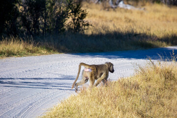 Naklejka na ściany i meble Baboon monkey (Papio cynocephalus) walking in Hwange National Park, Zimbabwe