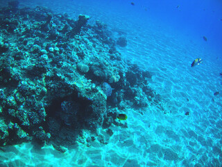Fototapeta na wymiar Under the water with fishes, The Red Sea, Egypt autumn