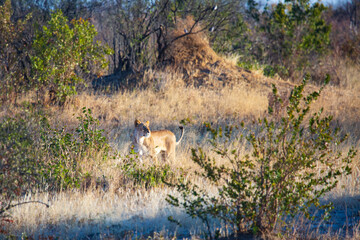 lion hunting in the savannah, Hwange National Park, Zimbabwe Africa