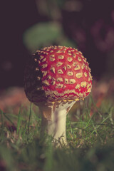 fly agaric mushroom