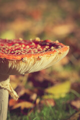 fly agaric mushroom