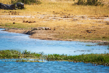 Nile crocodile (Crocodylus niloticus) on land at the Makwa Pan Watering Hole in Hwange National Park, Zimbabwe Africa 