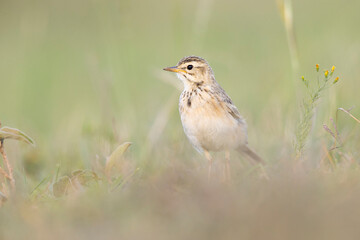 The African pipit (Anthus cinnamomeus) foraging in a meadow in the evening light.