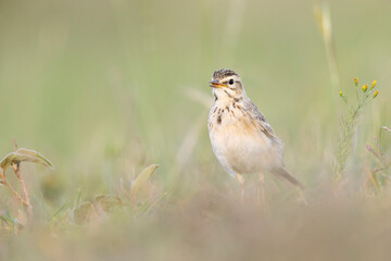 The African pipit (Anthus cinnamomeus) foraging in a meadow in the evening light.