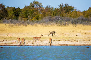 Impala female antelopes at watering hole. Baboon walking past. Nyamandlovu Pan, Hwange National...