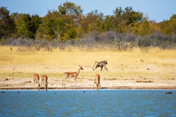 Fotobehang Impala female antelopes at watering hole. Baboon walking past. Nyamandlovu Pan, Hwange National Park, Zimbabwe Africa © Joanne