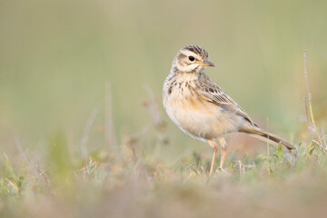 The African pipit (Anthus cinnamomeus) foraging in a meadow in the evening light.