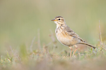 The African pipit (Anthus cinnamomeus) foraging in a meadow in the evening light.