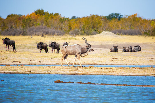 Greater Kudu buck antelope and wildebeest at watering hole. Nyamandlovu Pan, Hwange National Park, Zimbabwe Africa