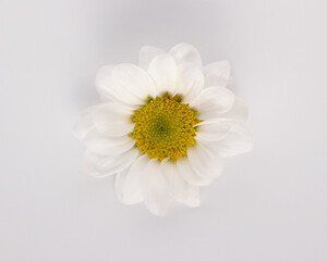 Chamomile flower on a white background. Isolated. Close Up. Macro.