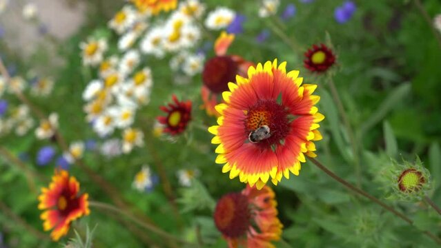 A flowerbed with flowers near the house on a sunny day. Garden perennial gaillardia flowers with a bee that pollinates the flower. High quality 4k footage