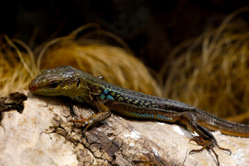 Selective focus, blurred background, lizard sitting on a tree.