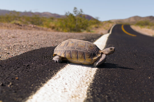 Image of a Desert Tortoise, Gopherus agassizii, shown crossing a road in Death Valley National Park.