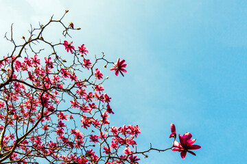 Blooming magnolia against a clear blue sky. Pink blooming tree buds forming the beautiful floral background. Aesthetic, romantic and realistic layout in pastel colors. Natural wallpaper.