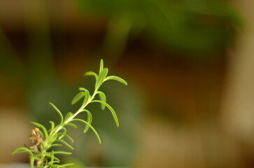 close up of rosemary