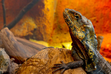 Fototapeta premium Close-up of a beautiful lizard in a tree.