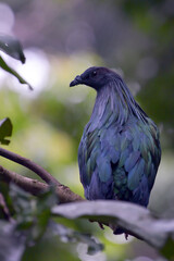 Nicobar pigeon (Caloenas nicobarica ) perched on the trees