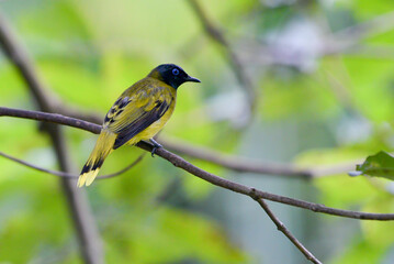 little singing bird on a tree branch