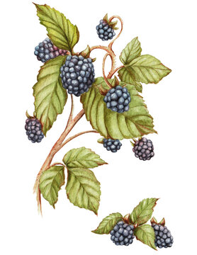 Blackberry watercolor painting. Branch of blackberries isolated. Watercolor clipart black berry stock image 