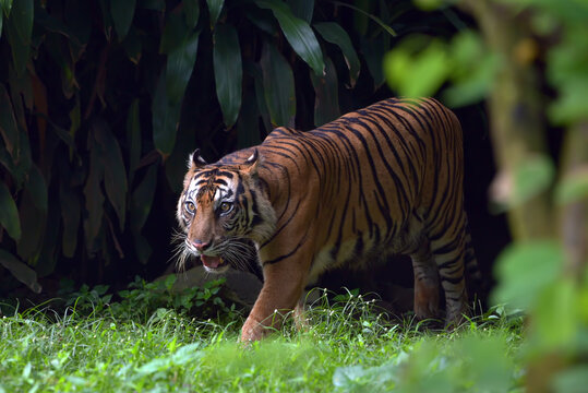 Sumatran tiger comes out from behind a thick bush