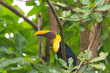 Tucan in Tree in Costa Rica, central America