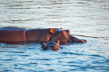 Two hippos lurk at the surface of the Zambezi river. Sunset near Victoria Falls, Zimbabwe Africa