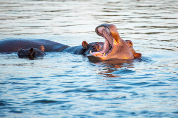 Fototapeta na wymiar Three hippos lurk at the surface of the Zambezi river. Sunset near Victoria Falls, Zimbabwe Africa